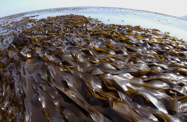 Laminaria digitata